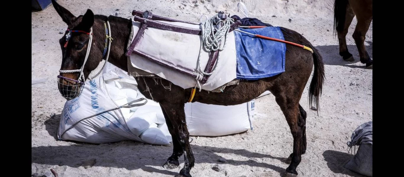 Επιστολή «κόλαφος» στον Μάκη Βορίδη για τα γαϊδούρια της Σαντορίνης: «Σταματήστε τον βασανισμό των ζώων»